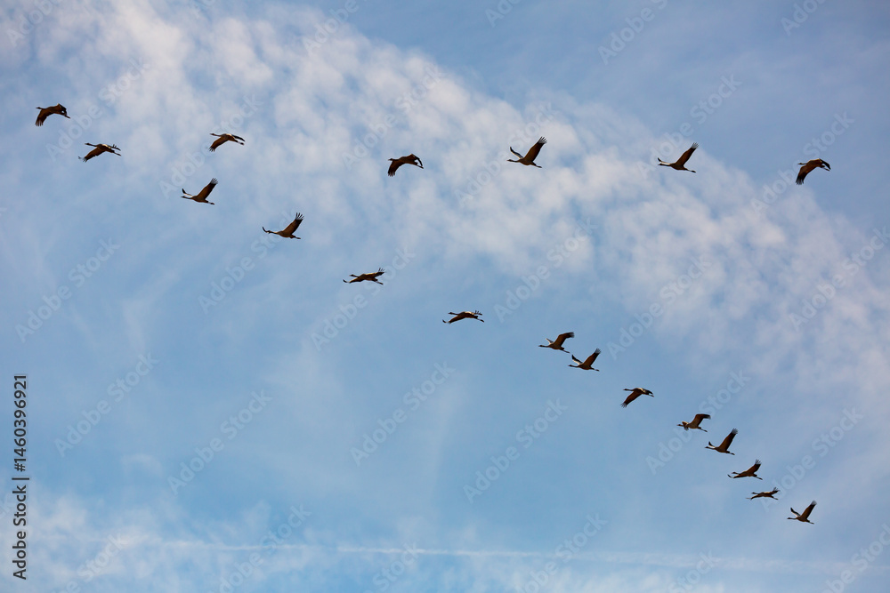 Fototapeta premium Migration of flock of cranes in the sky