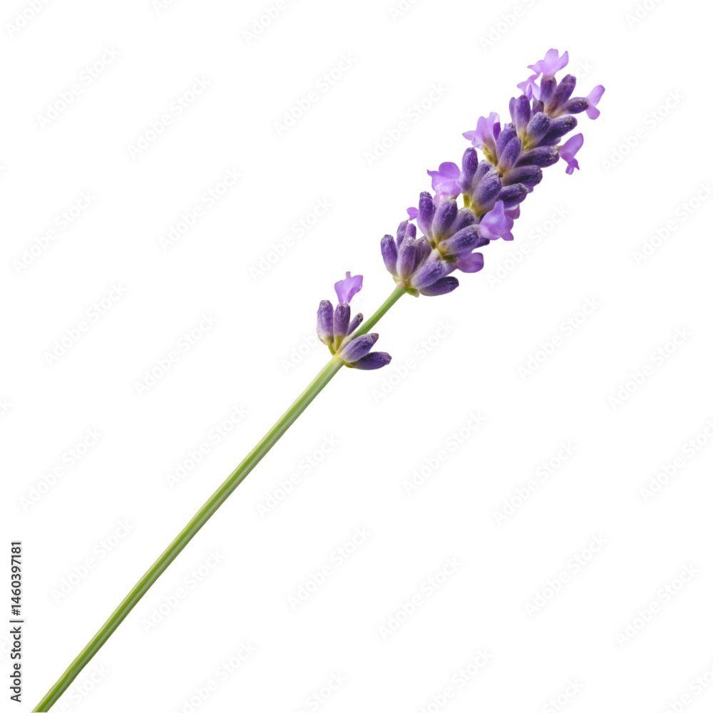 Obraz premium lilac flowers isolated on white background
