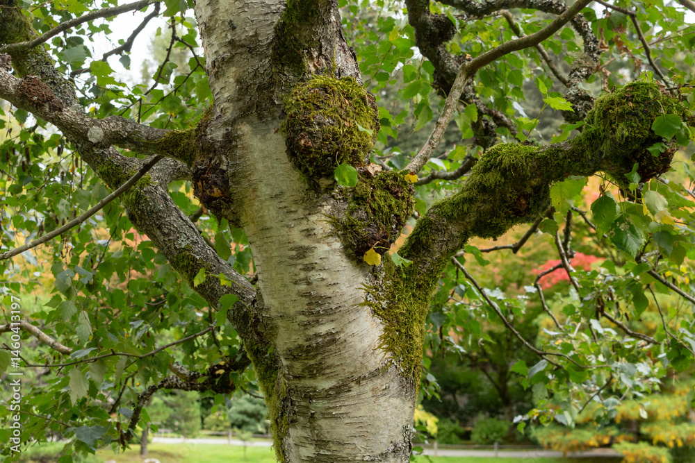 Fototapeta premium A view of the trunk of a European white birch tree.