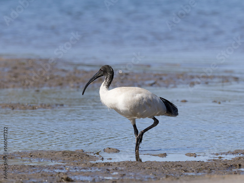 Australian white ibis (Threskiornis molucca) wading on an estuary mudflat.