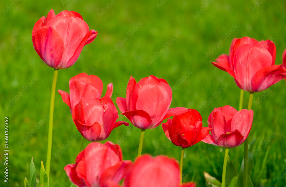 Fototapeta premium Tulpen (Tulpia)