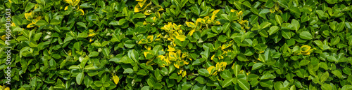 Closeup of compact bush hedge with green and yellow variegated leaves as a textured nature background on a sunny spring day 

