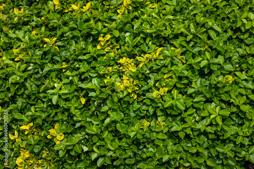 Closeup of compact bush hedge with green and yellow variegated leaves as a textured nature background on a sunny spring day 
