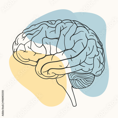 human brain anatomy