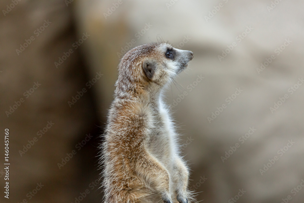 Fototapeta premium A view of a meerkat.