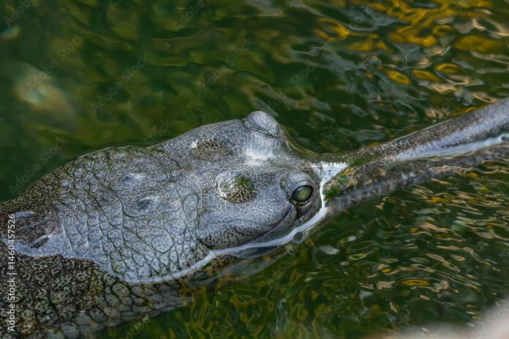 Fototapeta premium A view of an Indian gharial.