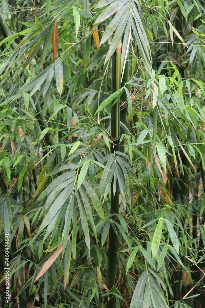 Fototapeta premium Dense bamboo foliage with interwoven leaves and natural textural patterns view