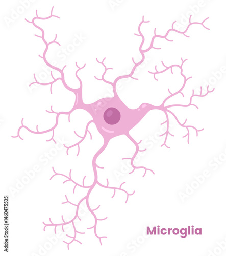 Vector illustration of microglia cells in the brain, showcasing their role in neuron support. Neuroglia