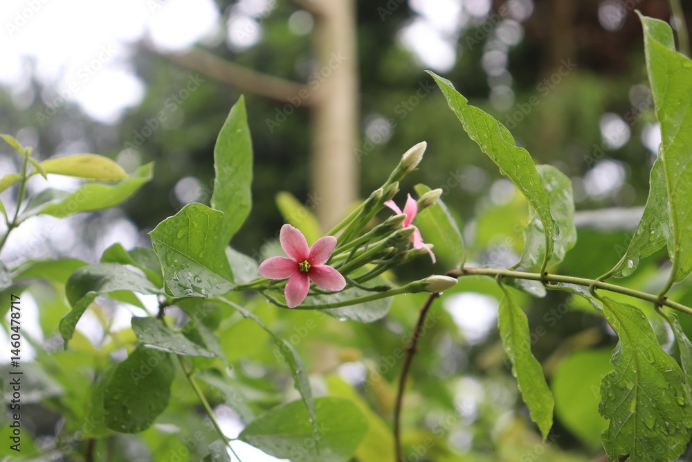 Quisqualis indica bloom in closeup, with water droplets on lush green leaves