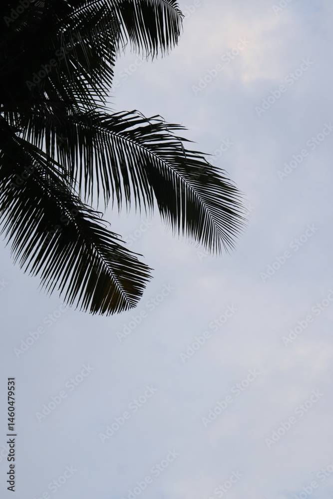 Silhouette of Palm Tree Fronds against a Cloudy Sky, Tropical Foliage