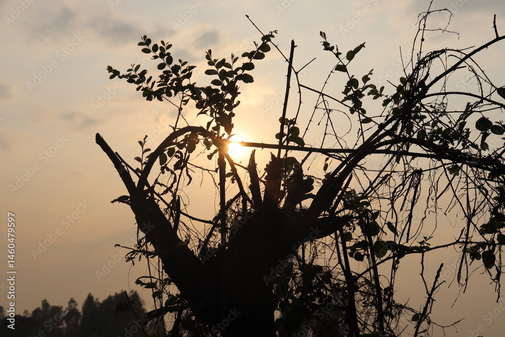 Silhouette Tree Branches with Leaves and Thorns Against a Glowing Sunset Sky