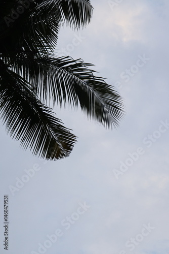 Silhouette of Palm Tree Fronds against a Cloudy Sky, Tropical Foliage