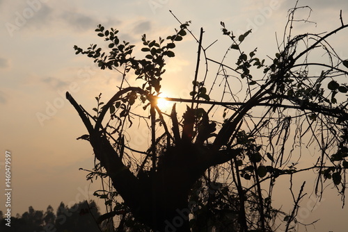 Obraz na płótnie Silhouette Tree Branches with Leaves and Thorns Against a Glowing Sunset Sky w salonie
