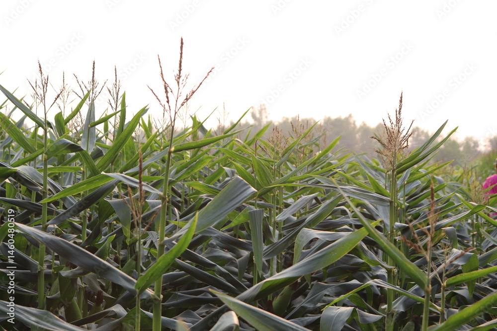 Fototapeta premium Tall corn plants with brown tassels and green leaves in cornfield at daytime