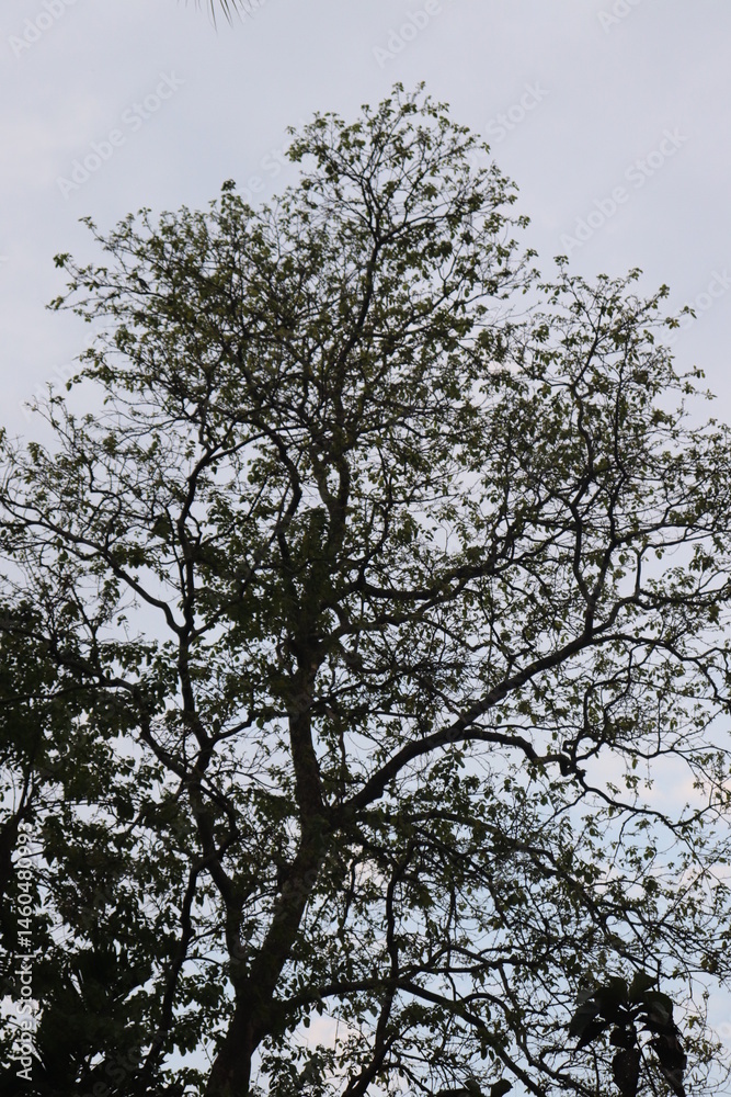 Tree Crown with Dense Branching Structure and Light Green Foliage against Sky