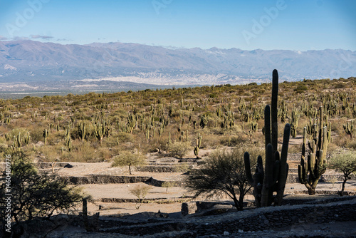 landscape with cactus and mountains