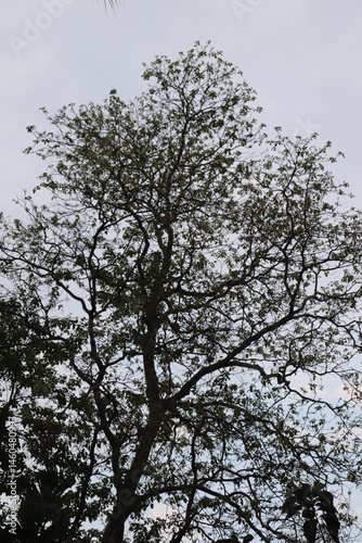 Obraz na płótnie Tree Crown with Dense Branching Structure and Light Green Foliage against Sky w salonie