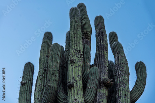 cactus in the desert