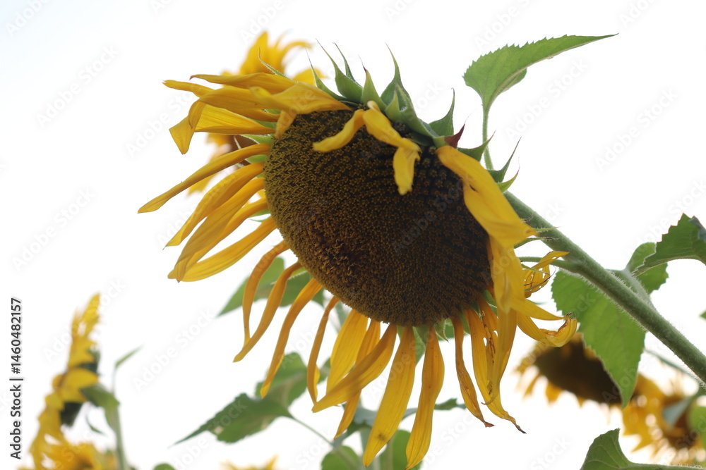 Vibrant Sunflower with Green Leaves and Stem against Bright White Background