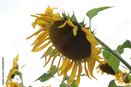 Obraz na płótnie Vibrant Sunflower with Green Leaves and Stem against Bright White Background w salonie