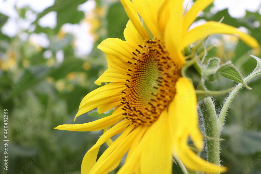 Vibrant Yellow Sunflower CloseUp in Field; Petals, Seeds, Green Leaves, Blur