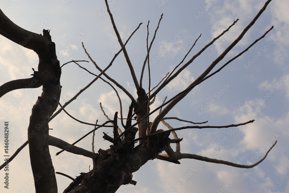 Abstract Leafless Tree Branches Against a Cloudy Sky Silhouette Nature View