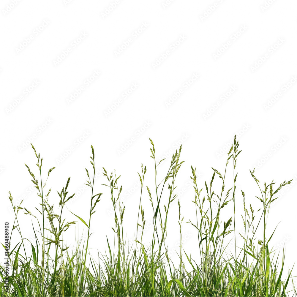 Fototapeta premium Fresh green grass stems and wild meadow plants isolated on clear background