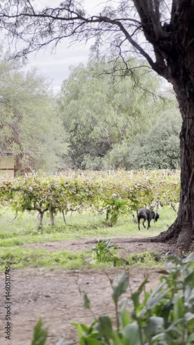 dog walking in a winery