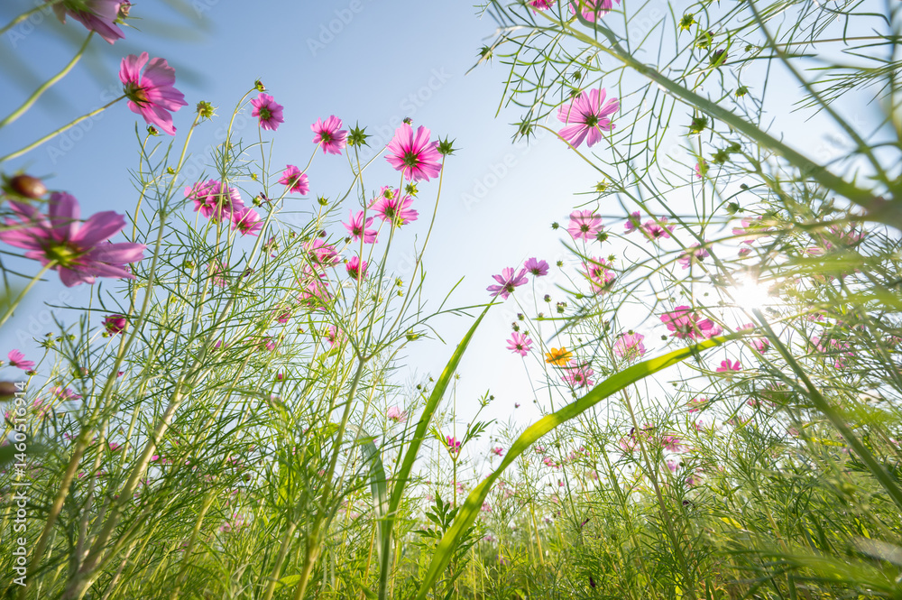 Low angle view of cosmos flowers blooming in the nature.