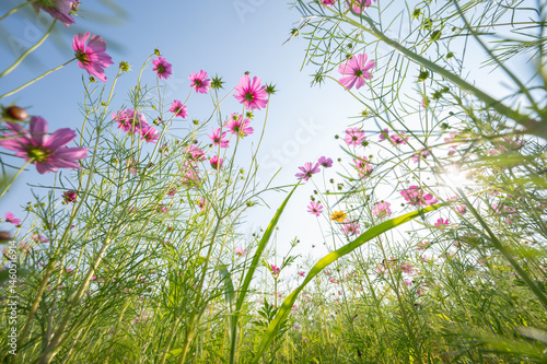 Obraz na płótnie Low angle view of cosmos flowers blooming in the nature. w salonie
