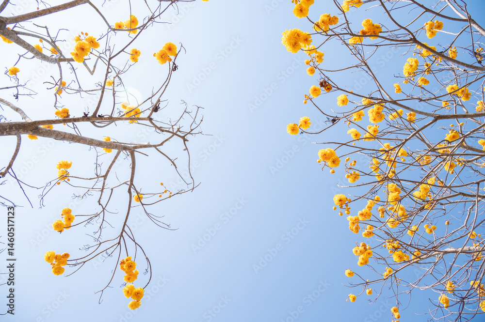 Low angle view of yellow cotton flowers blooming.