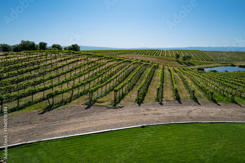 Vineyard and water body in Zamora, in Yolo County, California.