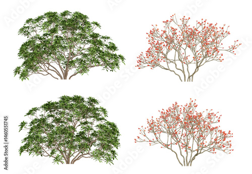 3d of Edgeworthia chrysantha plant on transparent background, png illustration