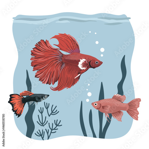 Betta fish and guppy fish swimming in aquarium with aquatic plants and bubbles vector illustration 