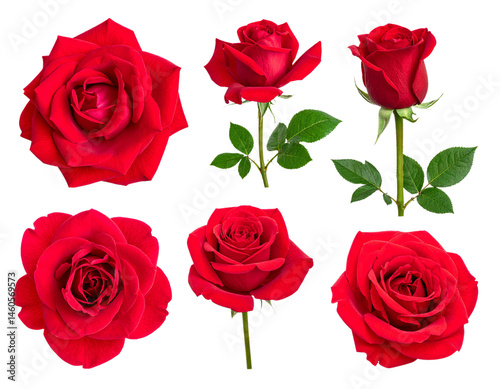 Six Beautiful Red Roses Blooming with Green Leaves on a Dark Background