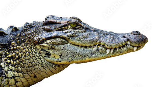 crocodile isolated
