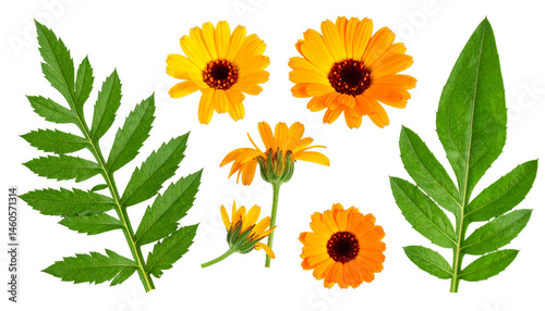 yellow sunflower isolated on white background