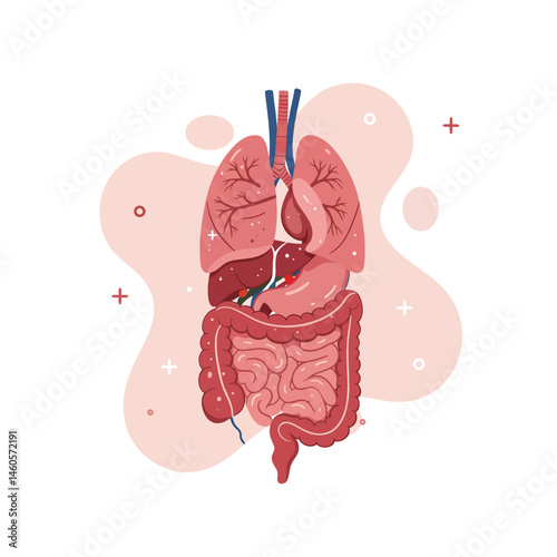 Human digestive system anatomy illustration with lungs and intestines detailed vector design medical education 