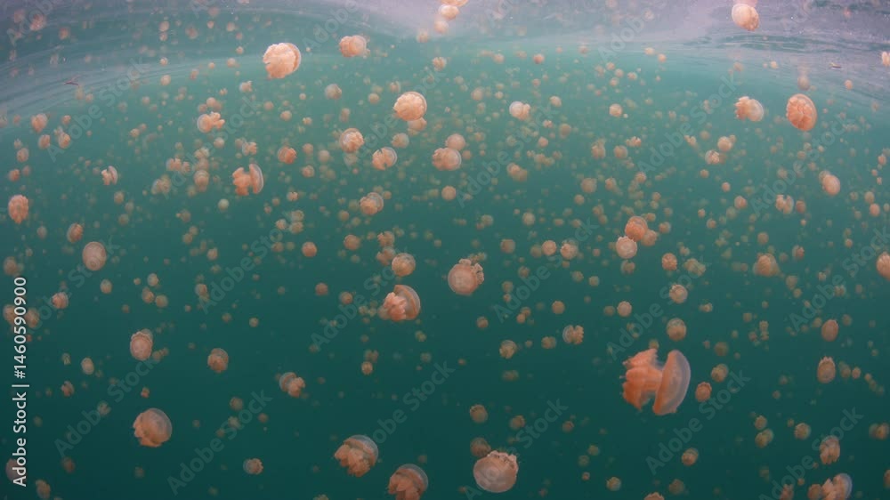 Golden jellyfish, Mastigias sp., fill a marine lake in Misool, Raja Ampat. These jellyfish, which barely sting, have recently evolved to the particular chemistry and light radiance in the lake.