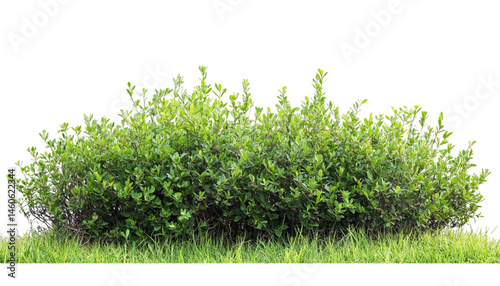 green grass isolated on white