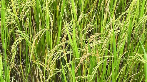 Lush green rice ears in the rice field, green rice plants growing in a paddy field.