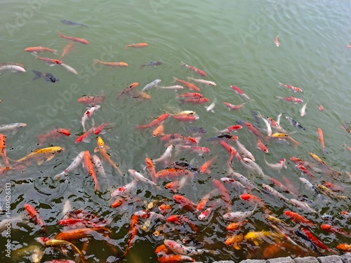 japanese koi fish