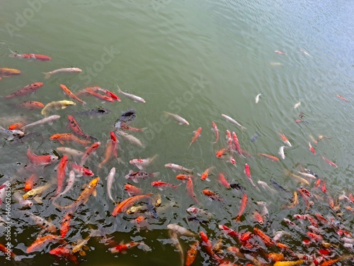 koi fish in pond
