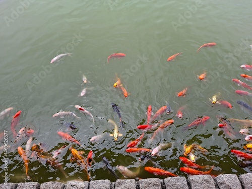 japanese koi fish