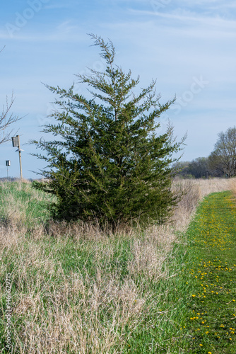 Eastern Red Cedar Tree