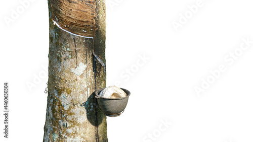 Obraz na płótnie Rubber tree aftering tapped in plantation with latex flowing into a cup and beginning to harden, captured on clean white background for use in eco, organic, and industrial content themes w salonie