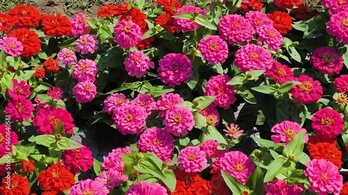 Orange and Pink zinnia in the garden