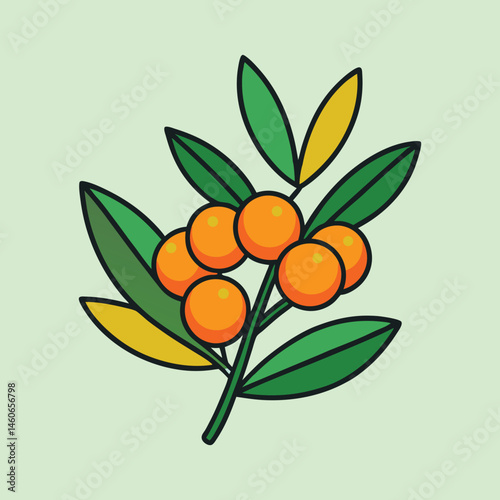 Sea buckthorn branch with orange berries, botanical vector illustration of hippophae rhamnoides, medicinal plant with green leaves in EPS format