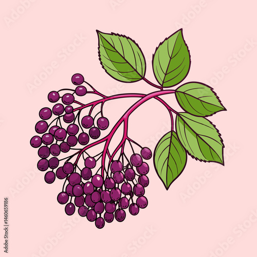 Vibrant Illustration of Elderberry Branch with Lush Green Leaves and Dark Purple Berries