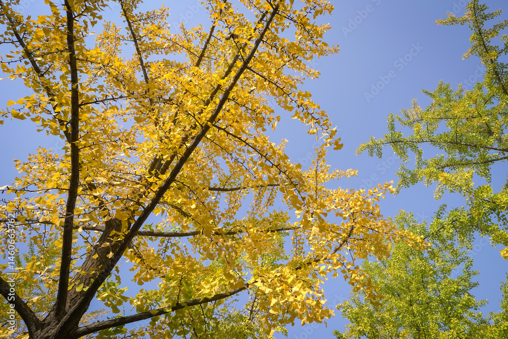 Fototapeta premium Park with trees and foliage, leaves turning to yellow. Autumn or fall concept.